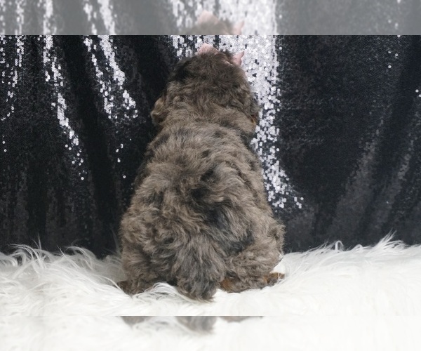 Medium Photo #6 Poodle (Toy) Puppy For Sale in WARSAW, IN, USA