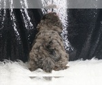 Small #5 Poodle (Toy)