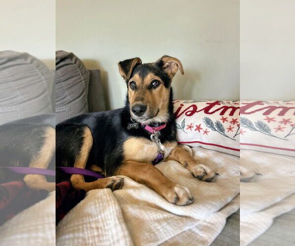 Medium Photo #6 Mutt Puppy For Sale in Rockaway, NJ, USA