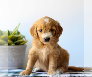 Goldendoodle Puppy for sale in LITITZ, PA, USA