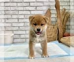Small Photo #2 Shiba Inu Puppy For Sale in SAN FRANCISCO, CA, USA