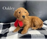 Puppy OakleyRESERVED Goldendoodle