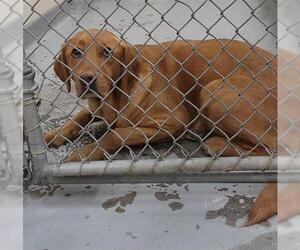 Labrador Retriever-Unknown Mix Dogs for adoption in Anchorage, AK, USA