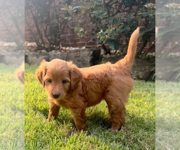Medium Photo #4 Double Doodle Puppy For Sale in LAGRANGE, GA, USA
