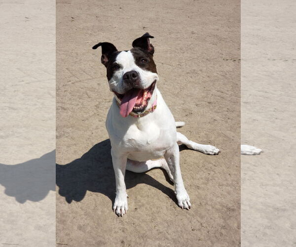 Medium Photo #11 American Pit Bull Terrier Puppy For Sale in Virginia Beach, VA, USA