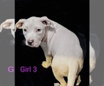 Puppy 3 American Bulldog-Staffordshire Bull Terrier Mix