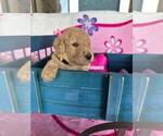 Small Photo #10 Poodle (Standard) Puppy For Sale in TAMPA, FL, USA