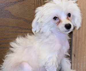 Chinese Crested Puppy for Sale in BROOKLYN, New York USA