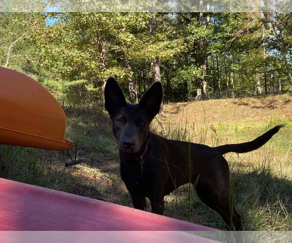 Medium Photo #1 Shepradors Puppy For Sale in La Grange , NC, USA