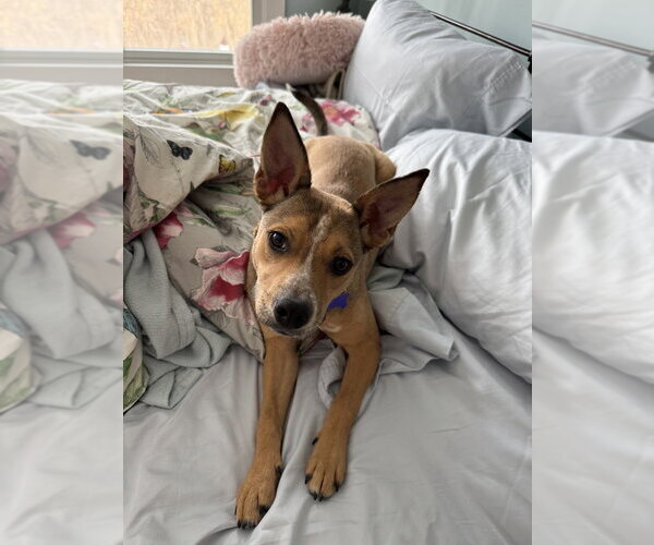 Medium Photo #21 Labrador Retriever-Unknown Mix Puppy For Sale in Oak Bluffs, MA, USA