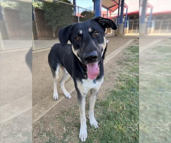 Medium Photo #2 Catahoula Leopard Dog-Labrador Retriever Mix Puppy For Sale in Plano, TX, USA