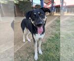 Small #1 Catahoula Leopard Dog-Labrador Retriever Mix