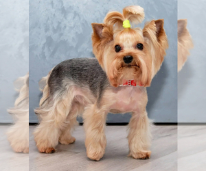 Mother of the Yorkshire Terrier puppies born on 05/01/2025