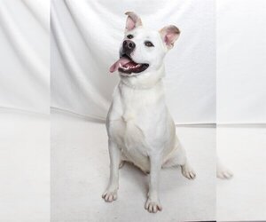 Huskies -Labrador Retriever Mix Dogs for adoption in Burbank, CA, USA