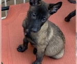 Small Photo #31 Belgian Malinois Puppy For Sale in HARKER HEIGHTS, TX, USA