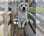 Small Photo #3 Labrador Retriever Puppy For Sale in WEST BROOKFIELD, MA, USA