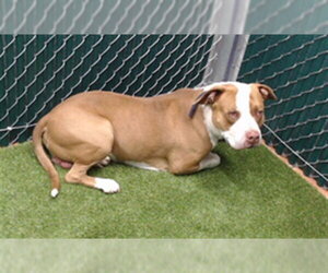 Mutt Dogs for adoption in Downey, CA, USA