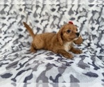 Small #3 Cavapoo (Miniature)