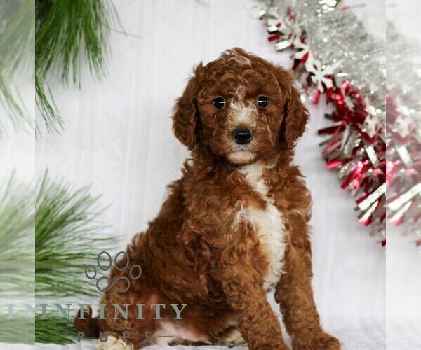 Medium Photo #3 Goldendoodle (Miniature) Puppy For Sale in LITITZ, PA, USA