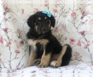 Australian Shepherd-English Shepherd Mix Puppy for sale in LAKELAND, FL, USA