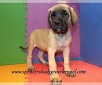 Small #6 Mastiff