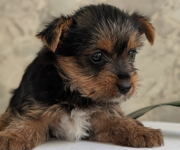Medium Photo #23 Yorkshire Terrier Puppy For Sale in GOSHEN, IN, USA