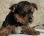 Small Photo #23 Yorkshire Terrier Puppy For Sale in GOSHEN, IN, USA