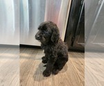 Small Photo #16 Goldendoodle Puppy For Sale in KANSAS CITY, MO, USA
