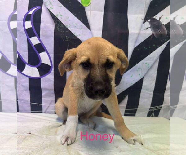 Medium Photo #1 Anatolian Shepherd-Unknown Mix Puppy For Sale in Westwood, NJ, USA