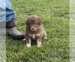 Small Photo #4 Australian Shepherd Puppy For Sale in ATHENS, AL, USA