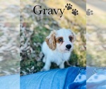Small Photo #8 Cavapoo Puppy For Sale in MURFREESBORO, TN, USA