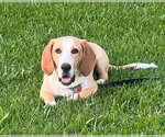 Small Photo #2 Basset Hound-Unknown Mix Puppy For Sale in Petaluma, CA, USA