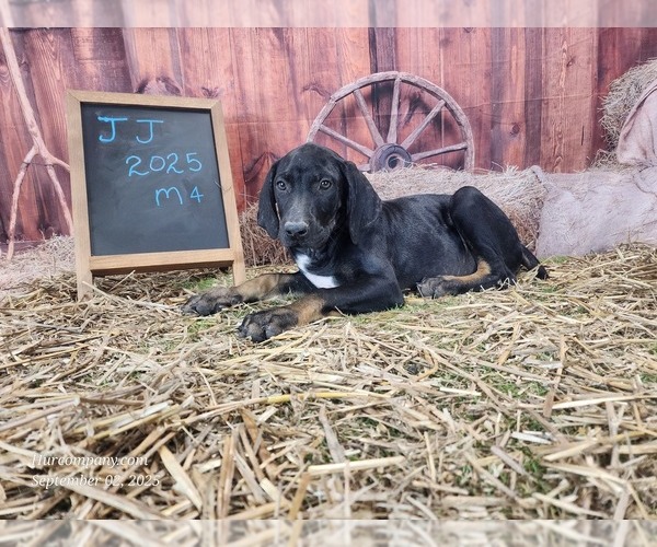 Medium Photo #5 Catahoula Leopard Dog Puppy For Sale in CUMBY, TX, USA