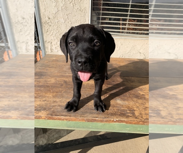 Medium Photo #7 Cane Corso Puppy For Sale in HEMET, CA, USA
