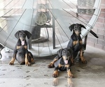 Small Photo #20 Doberman Pinscher Puppy For Sale in BEAUMONT, TX, USA