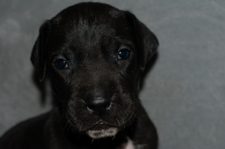 Great Dane Puppy for sale in SHAMOKIN, PA, USA