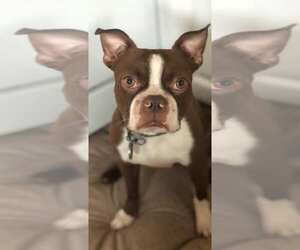 Boston Terrier Dogs for adoption in Godfrey, IL, USA