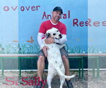 Small #9 American Bulldog Mix
