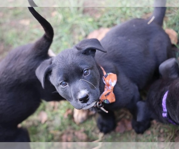 Medium Photo #5 Mutt Puppy For Sale in Duluth, MN, USA