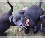Small Photo #5 Mutt Puppy For Sale in Duluth, MN, USA