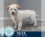Small #1 Poodle (Miniature) Mix