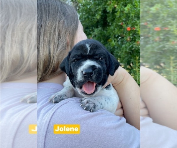 Medium Photo #39 Pointer Puppy For Sale in SACRAMENTO, CA, USA
