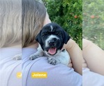 Small Photo #39 Pointer Puppy For Sale in SACRAMENTO, CA, USA