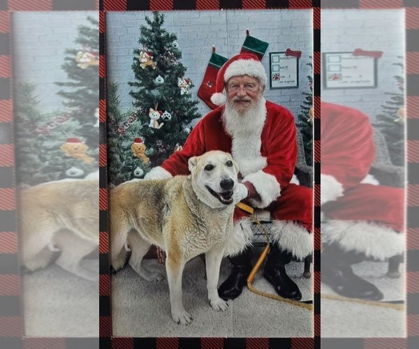 Medium Photo #6 Mutt Puppy For Sale in Germantown, OH, USA