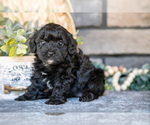 Puppy 2 Poovanese