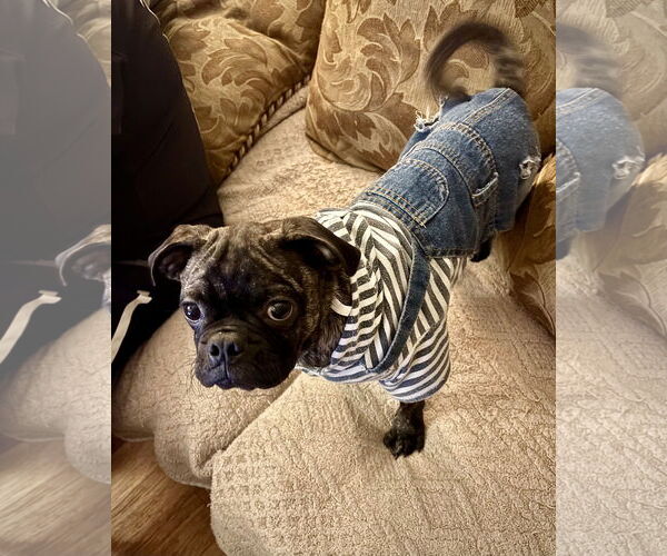 Medium Photo #4 Pug Puppy For Sale in Dumont, NJ, USA