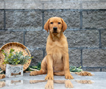 Small Photo #18 Labrador Retriever Puppy For Sale in MILLERSBURG, OH, USA