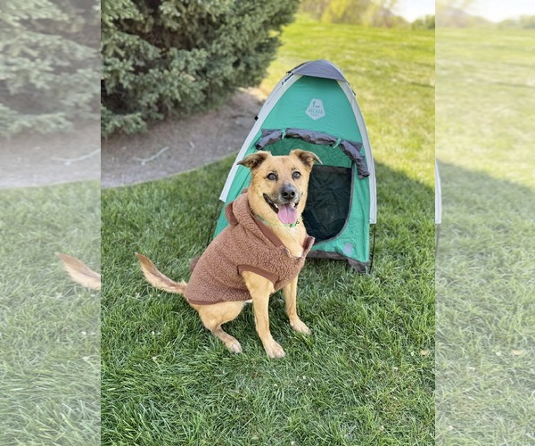 Medium Photo #18 Mutt Puppy For Sale in Sandy, UT, USA