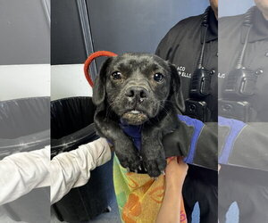 Mutt Dogs for adoption in Las Vegas, NM, USA