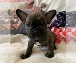 Small Photo #17 French Bulldog Puppy For Sale in JOHNS ISLAND, SC, USA
